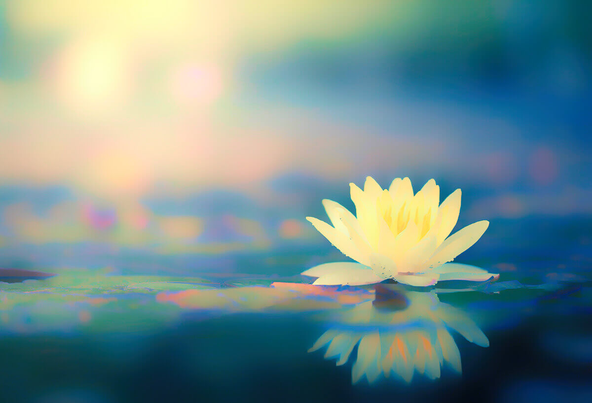 Lotus Flower Image